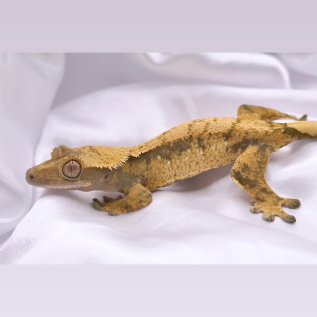 노멀 트라이 드리피 화이트스팟 텐저린