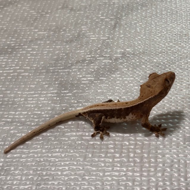 릴리100%헷아잔틱