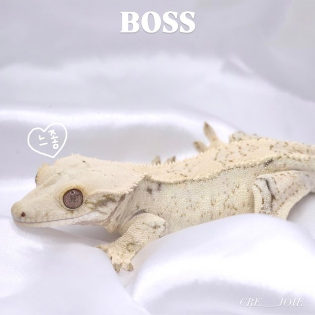 노멀 화이트스팟 화이트