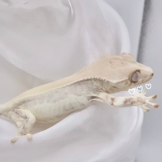 릴리화이트 솔리드백 화이트