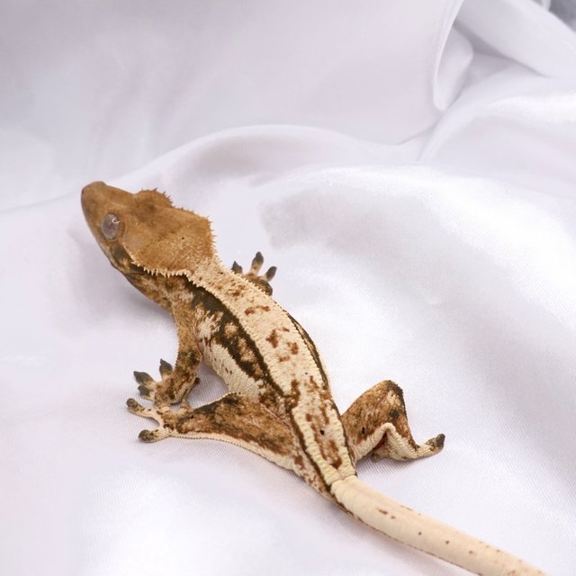 노멀 화이트스팟 화이트크라운 화이트핀 텐저린