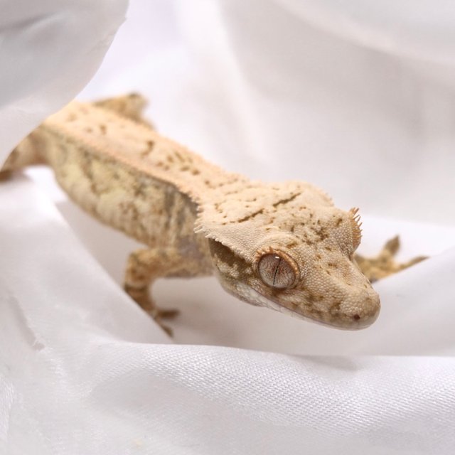 화이트스팟 화이트크라운 화이트핀 드리피 화이트