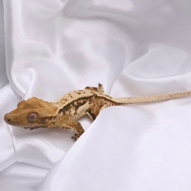 노멀 화이트스팟 화이트크라운 화이트핀 텐저린