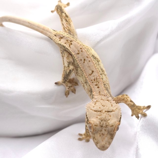 화이트스팟 화이트크라운 화이트핀 드리피 화이트