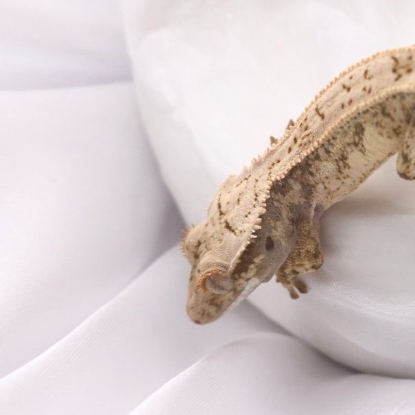 화이트스팟 화이트크라운 화이트핀 드리피 화이트