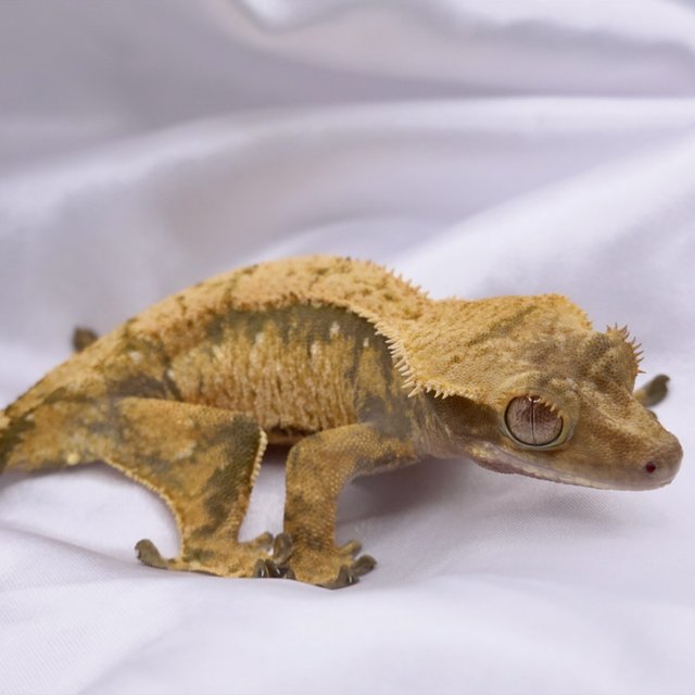 노멀 트라이 드리피 화이트스팟 텐저린