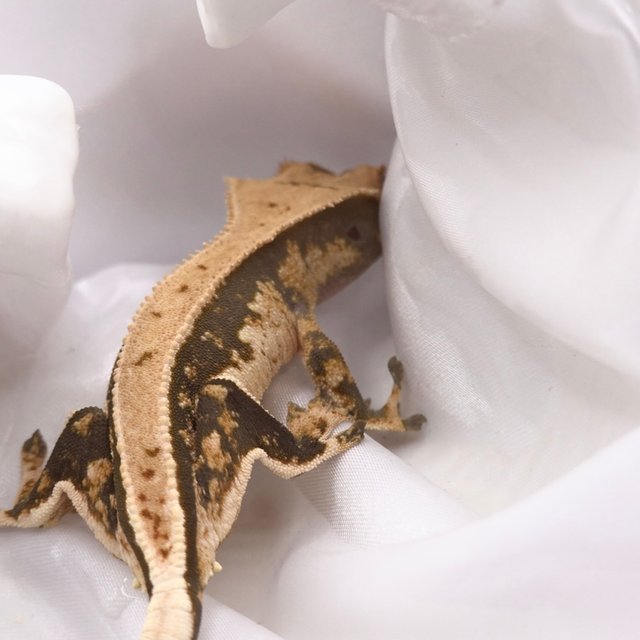 노멀 화이트스팟 텐저린