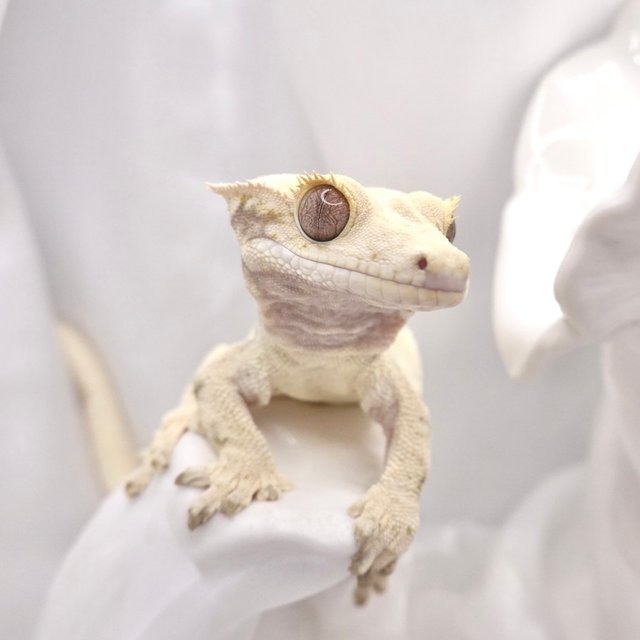 노멀 화이트스팟 화이트