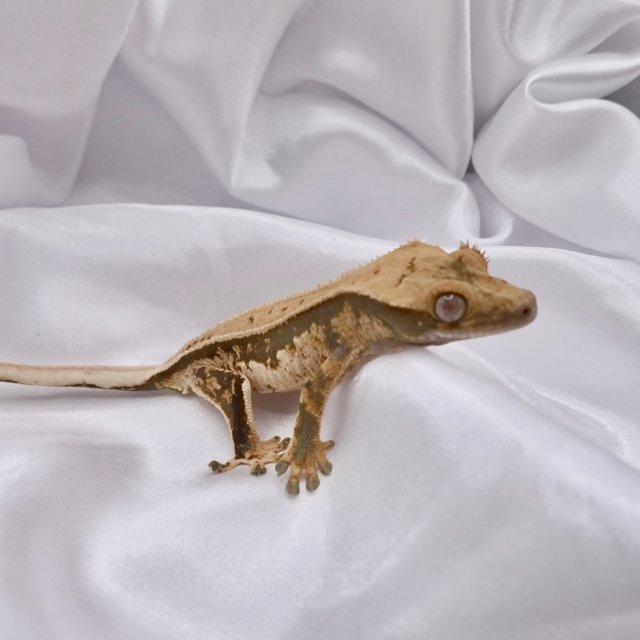 노멀 화이트스팟 텐저린