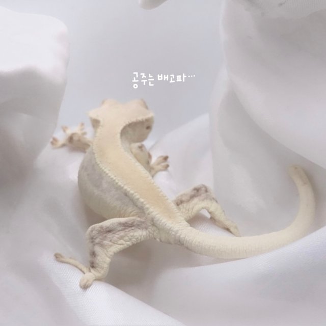 릴리화이트 솔리드백 화이트