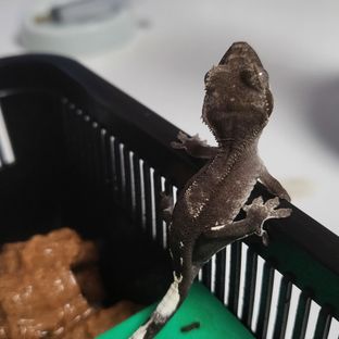 아잔틱
