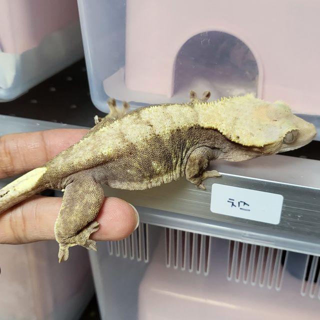 할리퀸