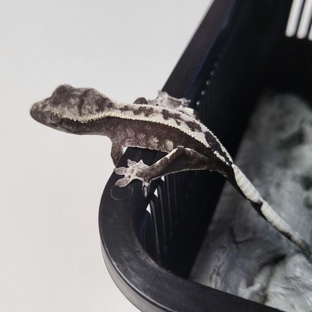아잔틱