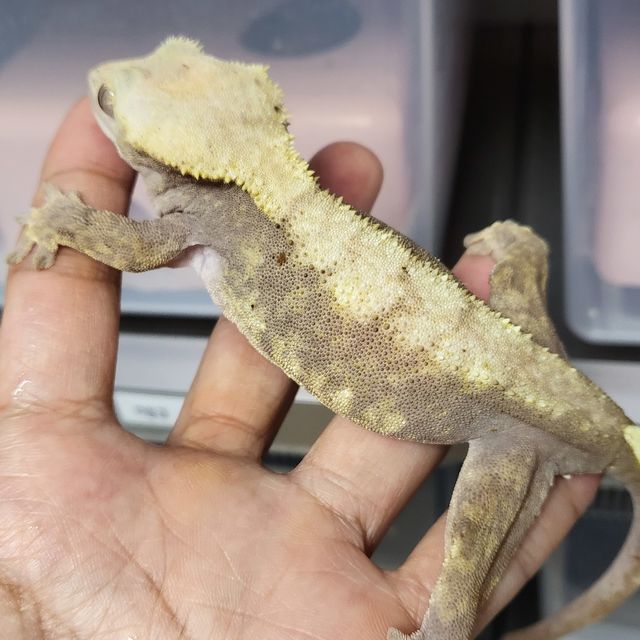 할리퀸