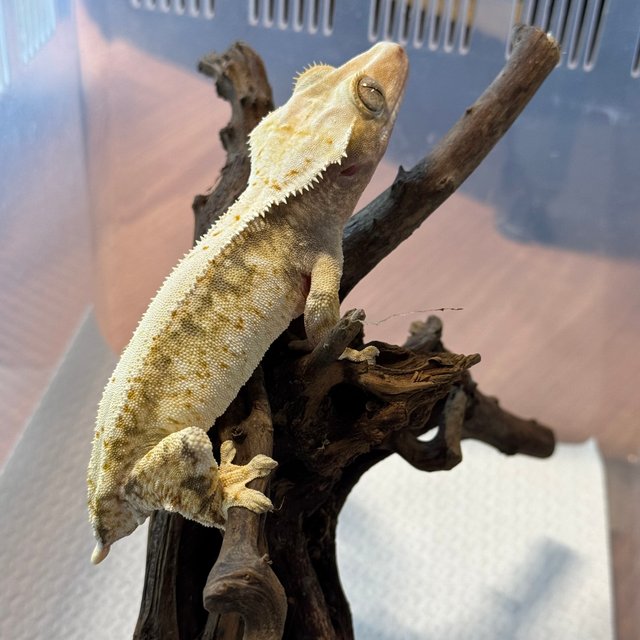 트라이 익스트림할리퀸 드리피