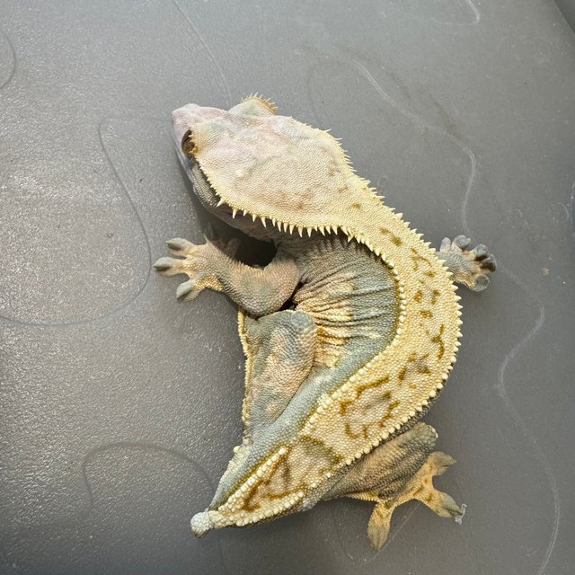 핀스트라이프 쿼드