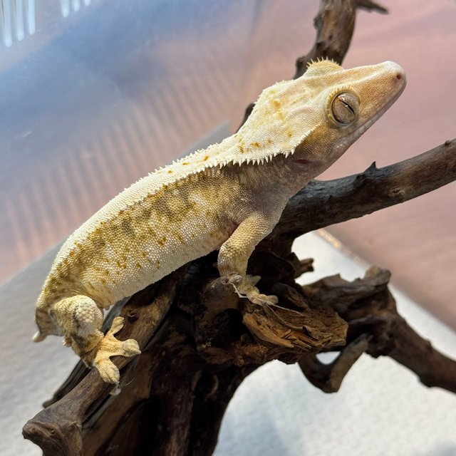 트라이 익스트림할리퀸 드리피