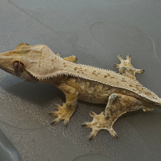 풀핀 트라이 쿼드