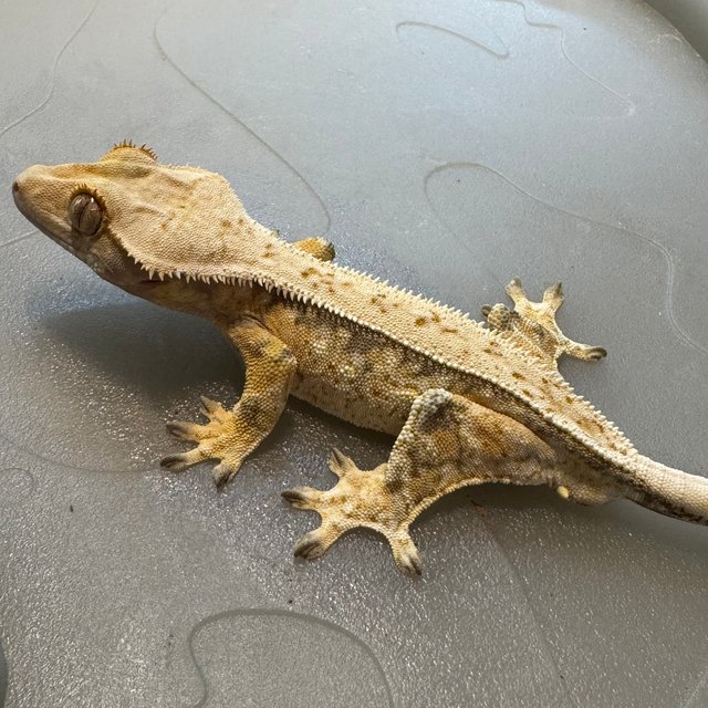 풀핀 트라이 쿼드