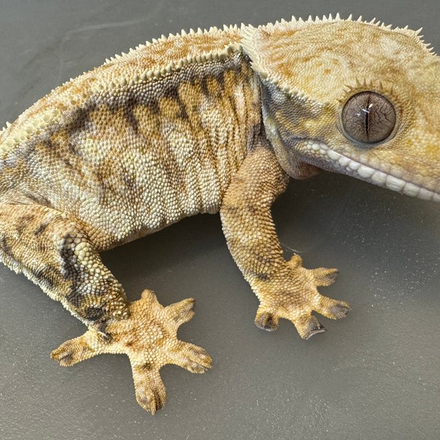 트라이 드리피 익스트림할리퀸