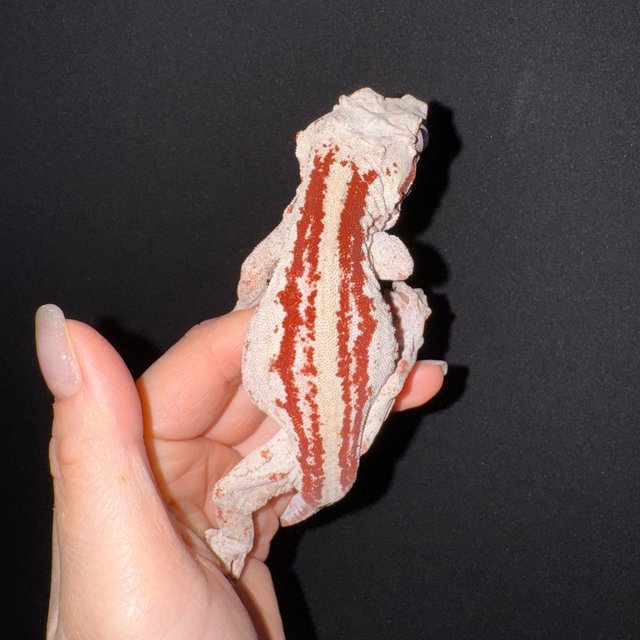 스트라이프 레드