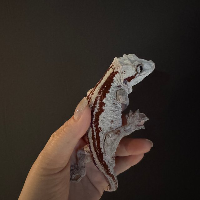 스트라이프 레드