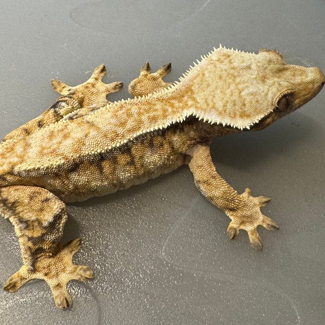 트라이 드리피 익스트림할리퀸