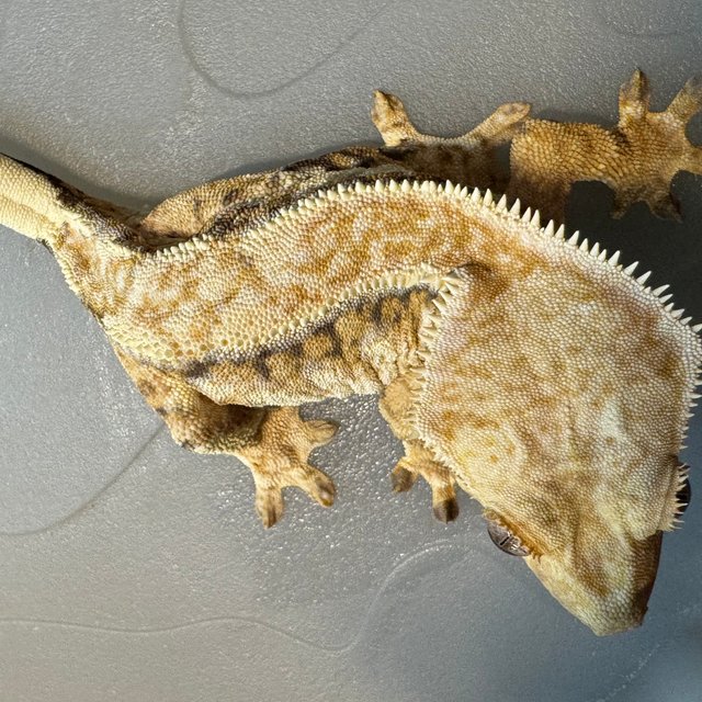 트라이 드리피 익스트림할리퀸