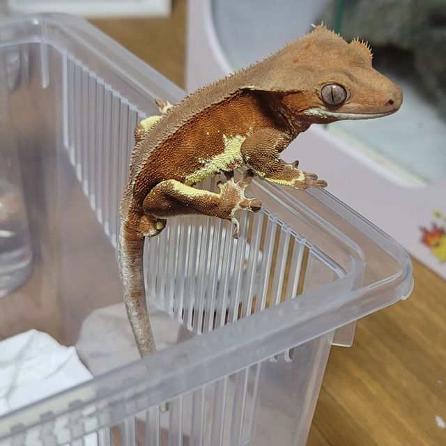 레드 팬텀 릴리화이트