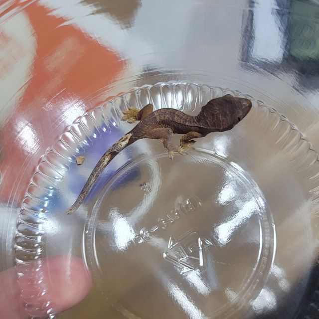 벅스킨 노멀 패턴리스