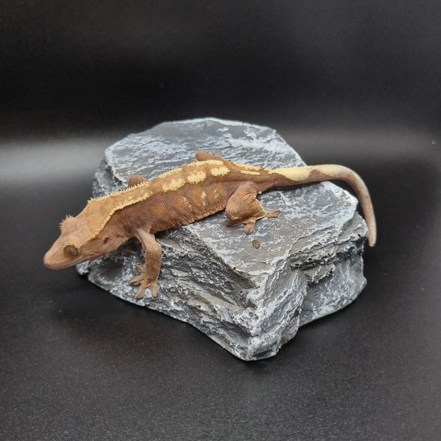 세이블