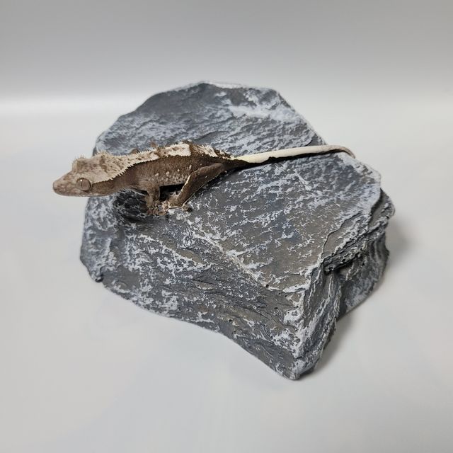아잔틱