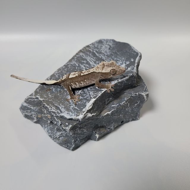아잔틱