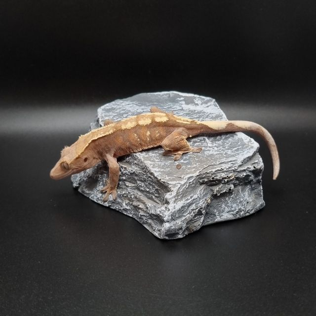 세이블