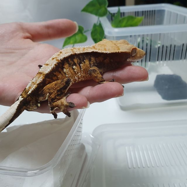 트라이 익스트림할리퀸 텐저린