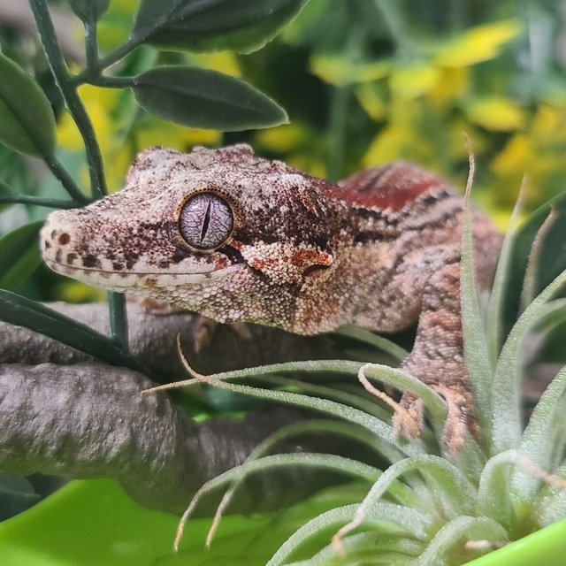 레드 오렌지 스트라이프