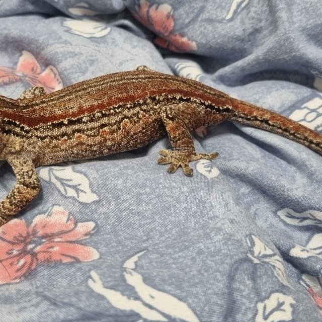 레드 오렌지 스트라이프