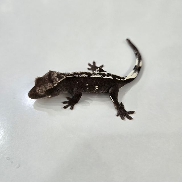 아잔틱
