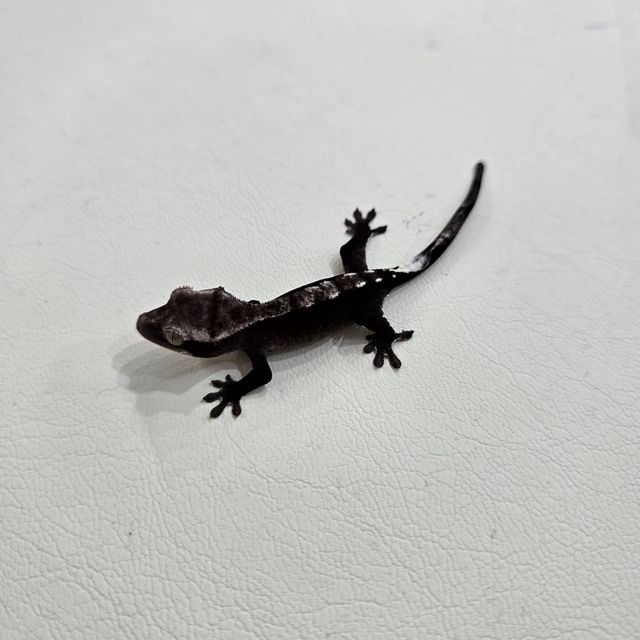 아잔틱