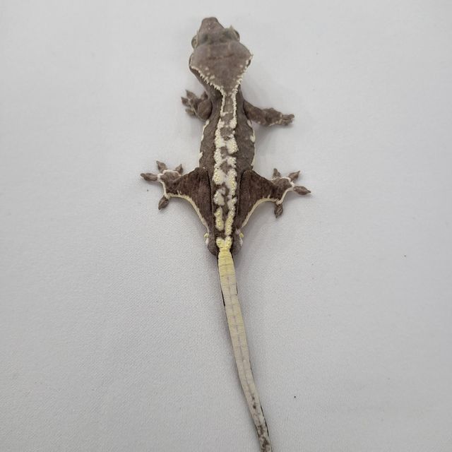 릴잔틱