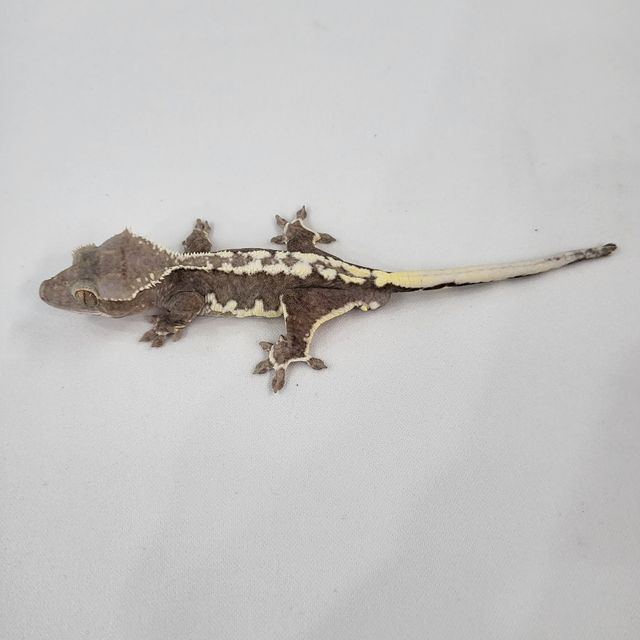 릴잔틱