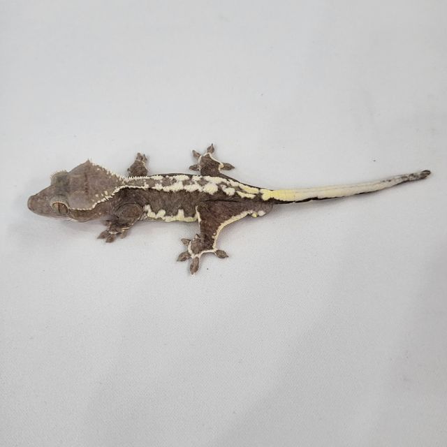 릴잔틱