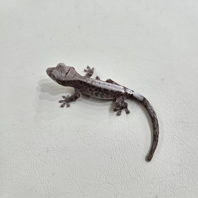 루왁 릴리