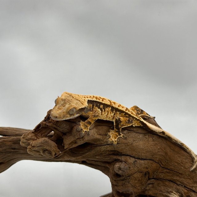 노멀 트라이 익스트림할리퀸 핀스트라이프