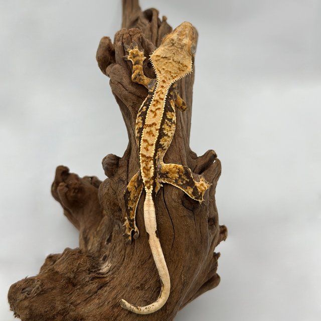 노멀 트라이 익스트림할리퀸 핀스트라이프