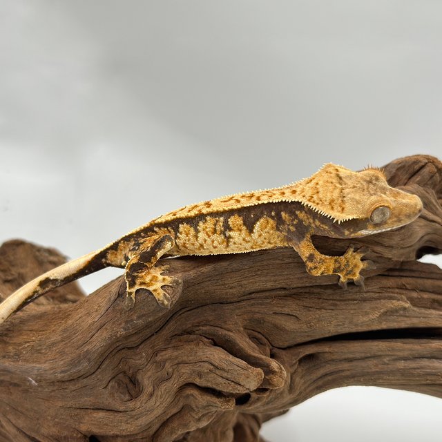 노멀 트라이 익스트림할리퀸 핀스트라이프