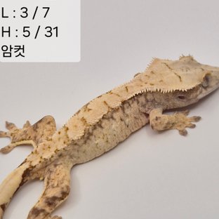 41찌