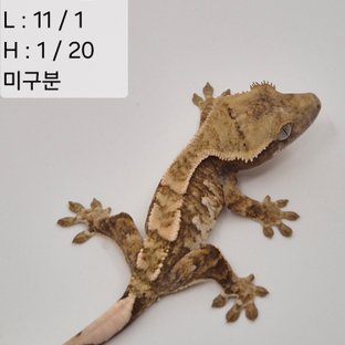 111찌