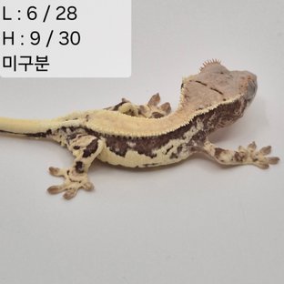 95찌