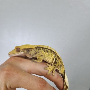 건빵이